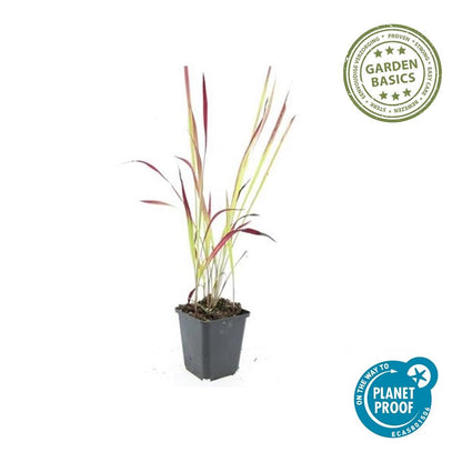 Japans bloedgras 'Red Baron' - set van 6 – voor tuin & terras