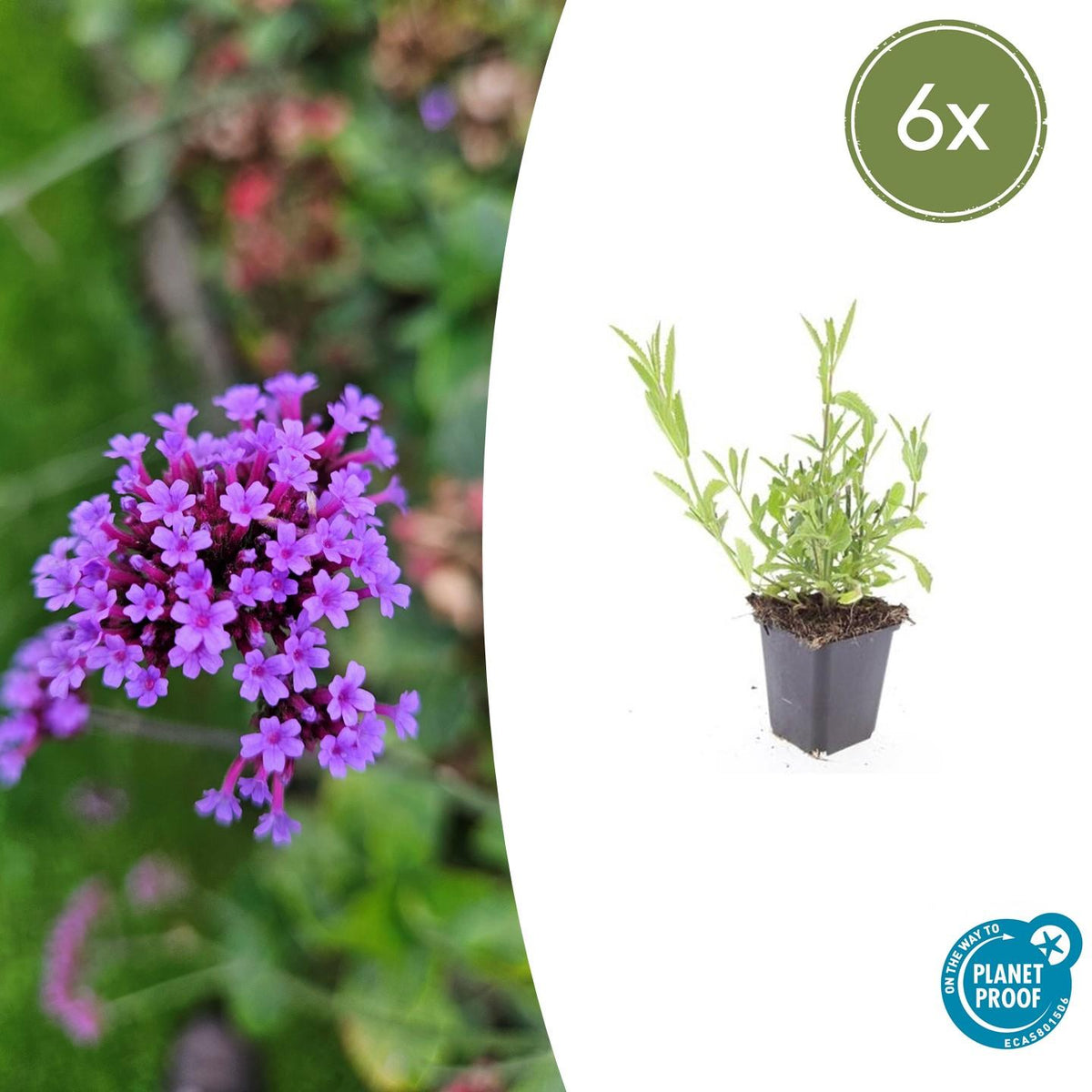 IJzerhard (Verbena bonariensis) - set van 6 – voor tuin & terras