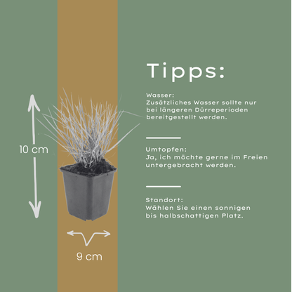 Herfst-blauwgras (Sesleria autumnalis)