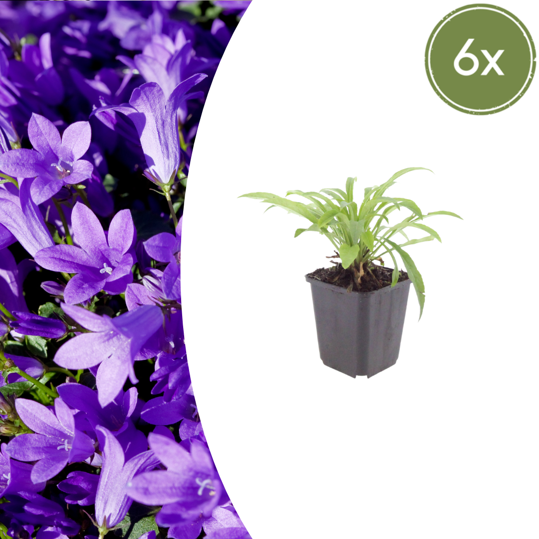 Prachtklokje 'Coerulea' - set van 6 – voor tuin & terras