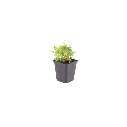 Eikvaren (Polypodium vulgare) - set van 6 – voor tuin & terras