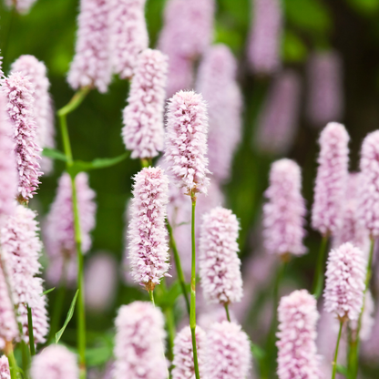 Adderwortel - set van 6 – voor tuin & terras