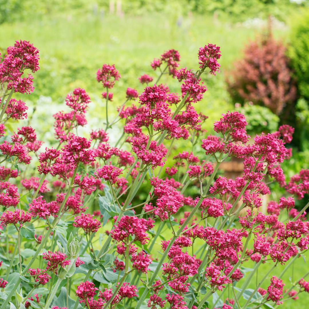 Rode valeriaan 'Coccineus' - set van 6 – voor tuin & terras