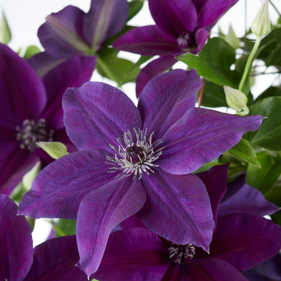Clematis 'Double Up' paarse bloem in close-up