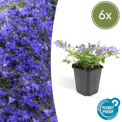 Kruipklokje 'Stella' - set van 6 – voor tuin & terras