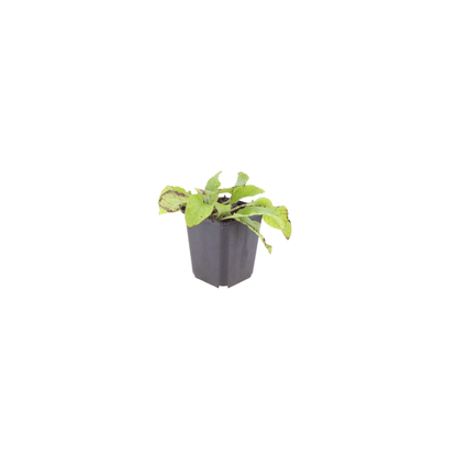 Smeerwortel 'Wisley Blue' - set van 6 – voor tuin & terras