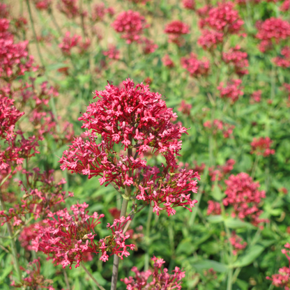 Rode valeriaan 'Coccineus' - set van 6 – voor tuin & terras