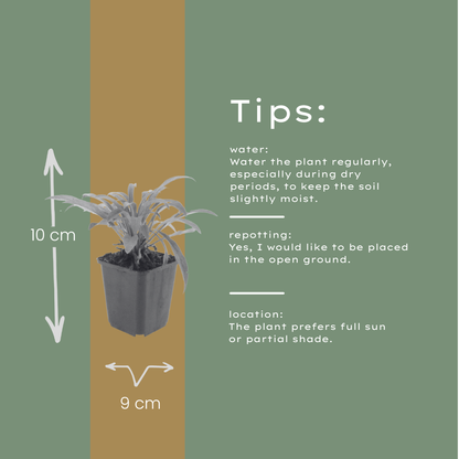 Prachtklokje 'Coerulea' - set van 6 – voor tuin & terras