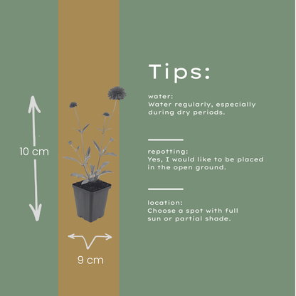 Beemdkroon (Knautia macedonica) - set van 6 – voor tuin & terras