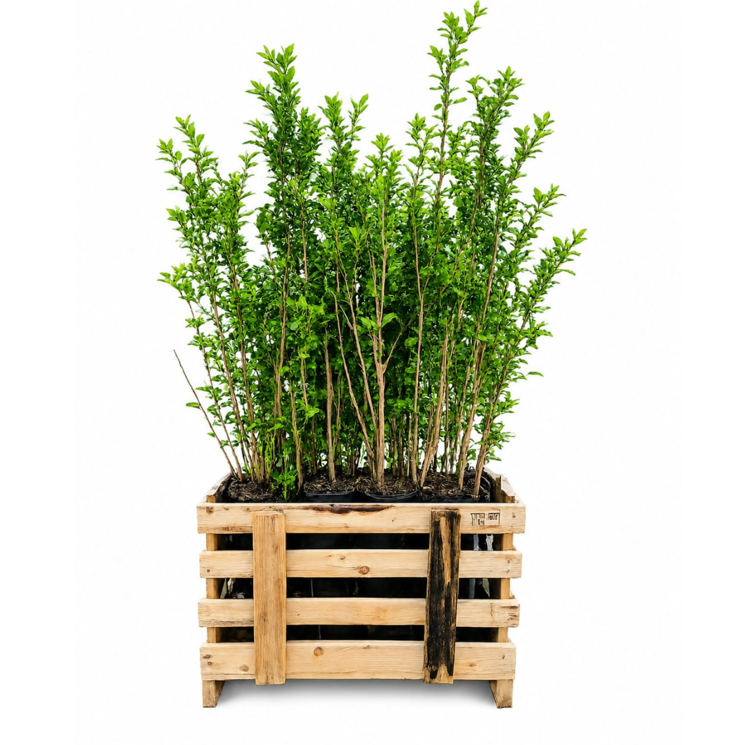 Palletdeal Haagplanten:  50 Ligustrum Ovalifolium ↕ 60-80 - Ø 19cm | Mini Pallet