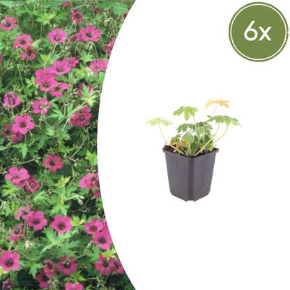 Ooievaarsbek 'Bevan's Variety' - set van 6 – voor tuin & terras