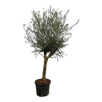 Olijfboom 200 cm