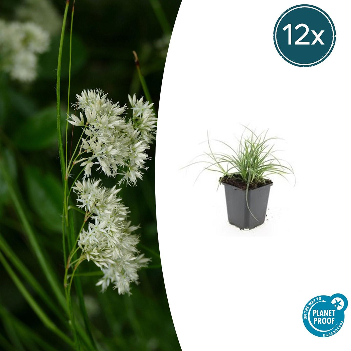 Veldbies (Luzula nivea) - set van 12 – voor tuin & terras