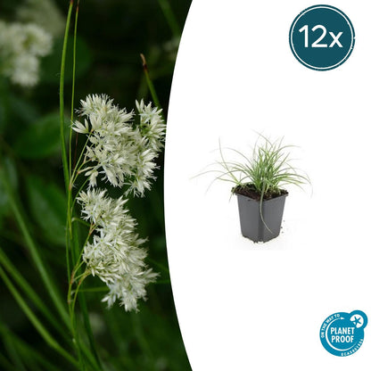 Veldbies (Luzula nivea) - set van 12 – voor tuin & terras