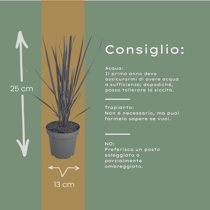 Vingergras 'Northwind' - set van 3 – voor tuin & terras