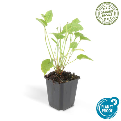 Duizendknoop (Persicaria amplexicaulis) - set van 6 – voor tuin & terras