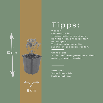 Scheefbloem 'Schneeflocke' - set van 6 – voor tuin & terras