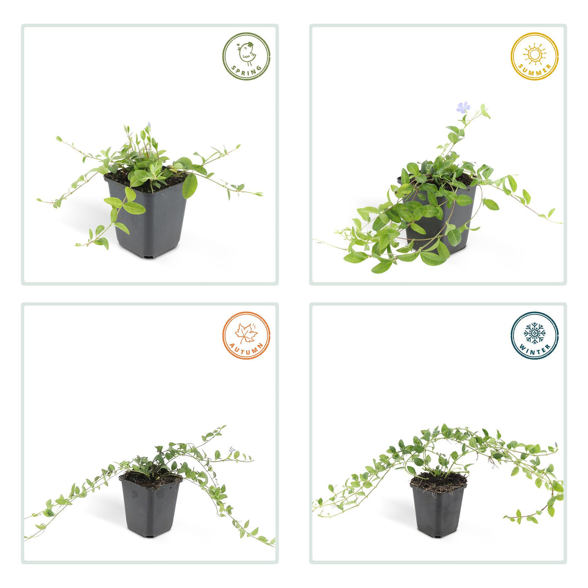 Kleine maagdenpalm (Vinca minor) - set van 6 – voor tuin & terras