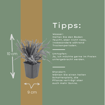 Grote veldbies (Luzula sylvatica) - set van 6 – voor tuin & terras