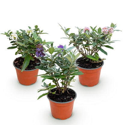 Vlinderstruik 'Butterfly Candy' (Buddleja) - set van 3
