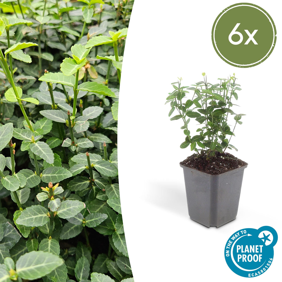 Kardinaalsmuts (Euonymus fortunei radicans) - set van 6 – voor tuin & terras