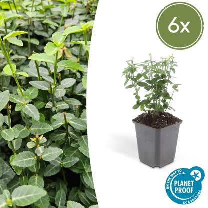 Kardinaalsmuts (Euonymus fortunei radicans) - set van 6 – voor tuin & terras