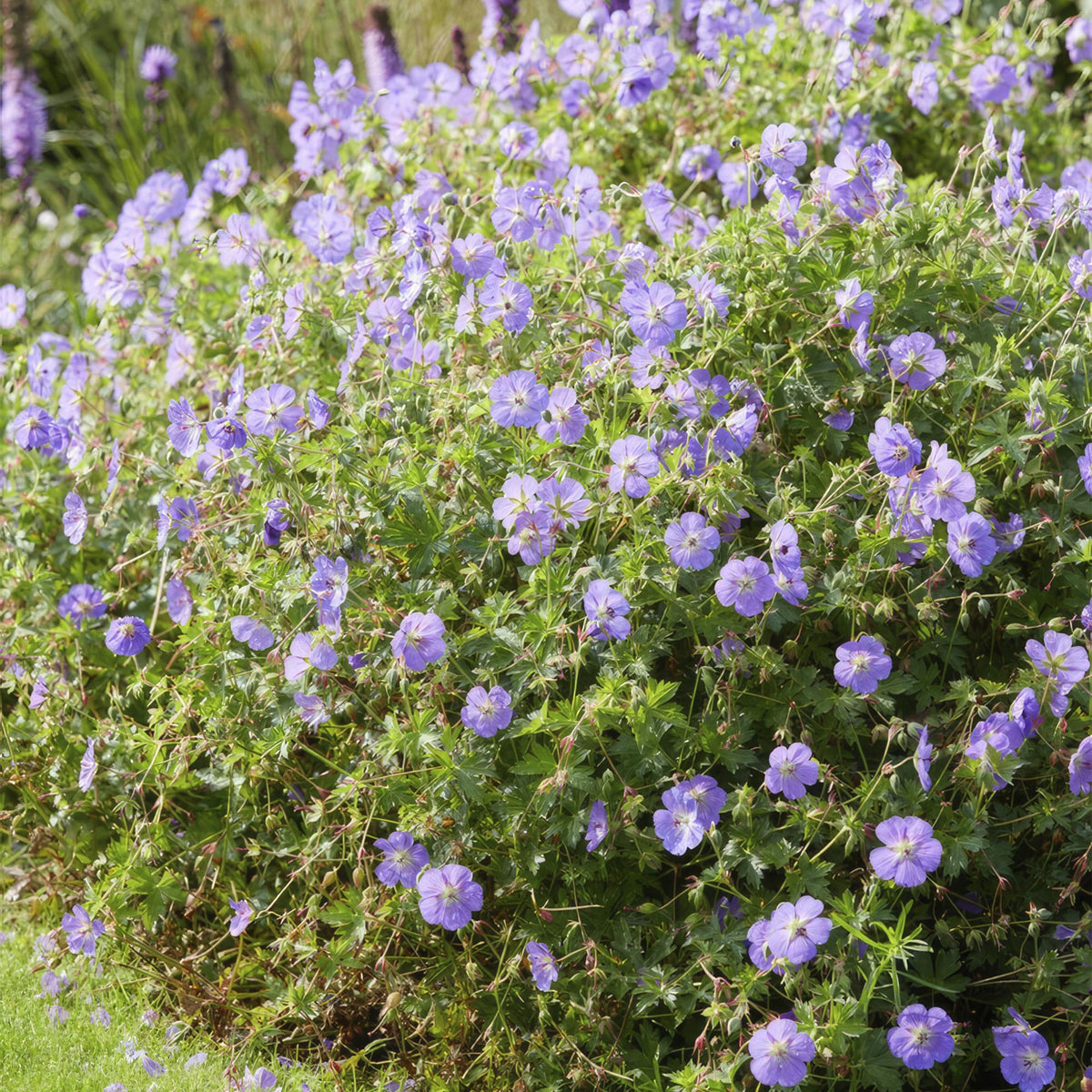 Geranium 'Rozanne', productfoto 7