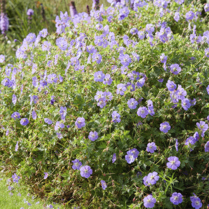 Geranium 'Rozanne', productfoto 7