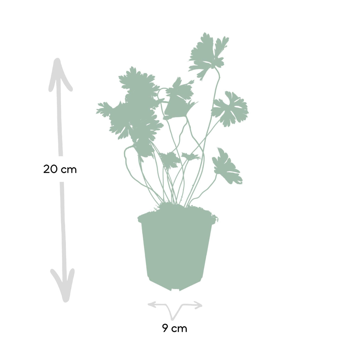Geranium 'Rozanne', productfoto 4