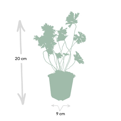 Geranium 'Rozanne', productfoto 4