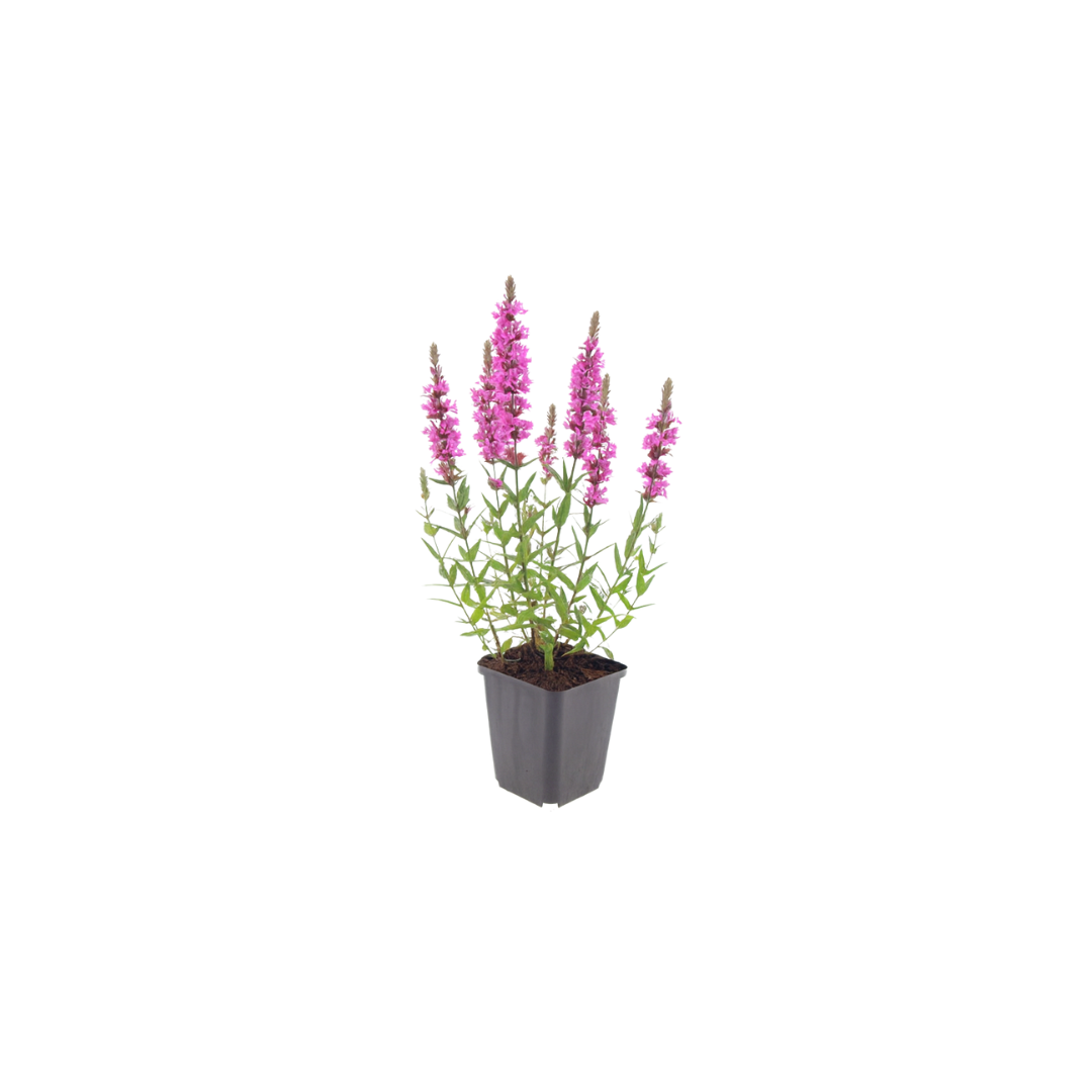 Kattenstaart (Lythrum salicaria) - set van 6 – voor tuin & terras