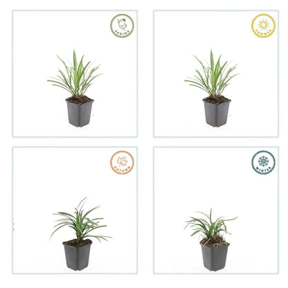 Leliegras 'Ingwersen' - set van 6 – voor tuin & terras