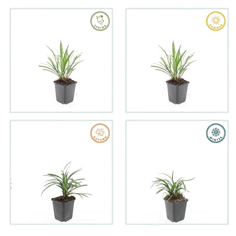 Leliegras 'Ingwersen' - set van 6 – voor tuin & terras