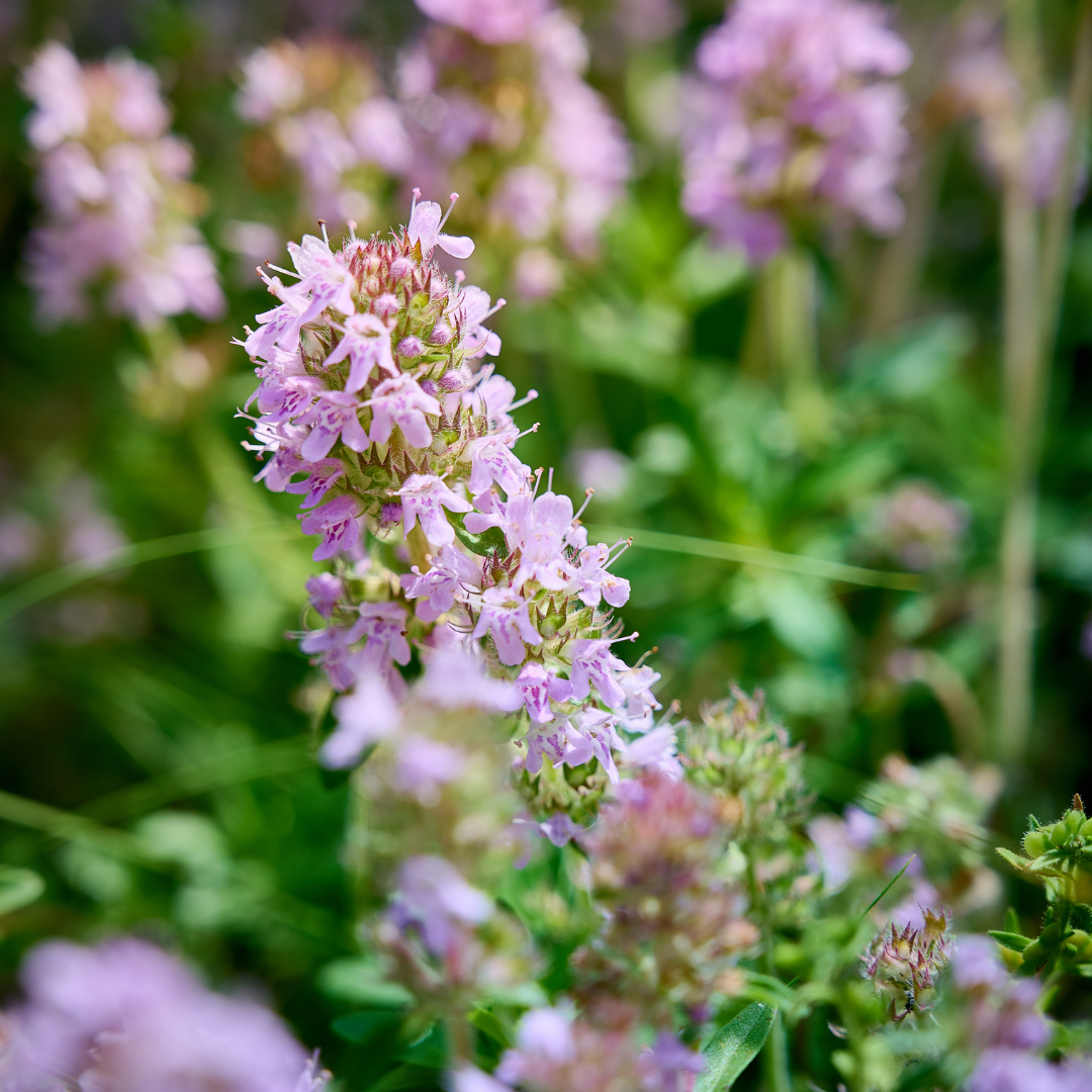 Echte tijm (Thymus vulgaris) - set van 6 – voor tuin & terras