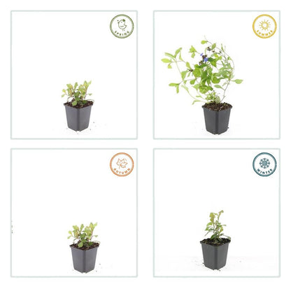Loodkruid - set van 6 – voor tuin & terras
