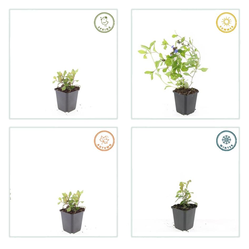 Loodkruid - set van 6 – voor tuin & terras