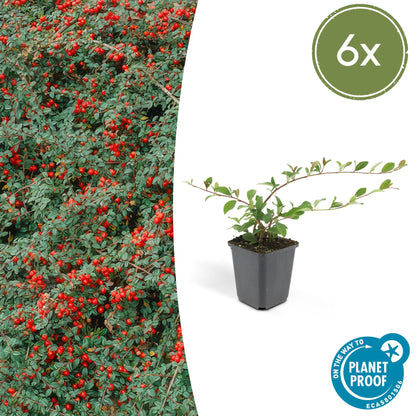 Dwergmispel (Cotoneaster dammeri) - set van 6 – voor tuin & terras