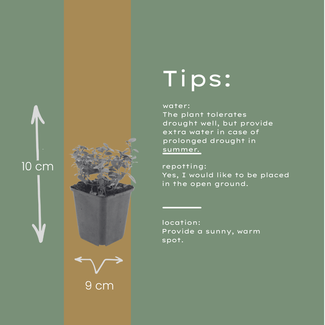 Sieroregano 'Herrenhausen' - set van 6 – voor tuin & terras