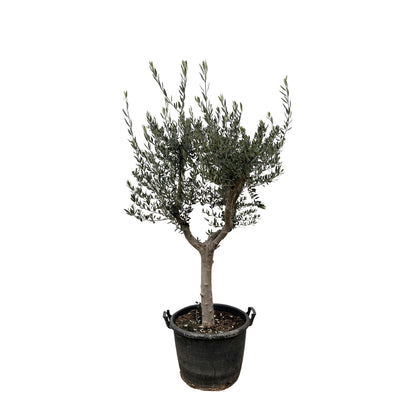 Olijfboom (Olea Europaea) Cultivo — 230 cm