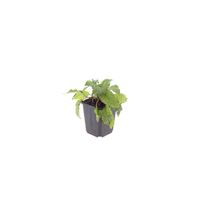 Smeerwortel (Symphytum grandiflorum) - set van 6 – voor tuin & terras