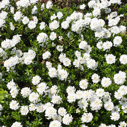 Scheefbloem 'Schneeflocke' - set van 6 – voor tuin & terras