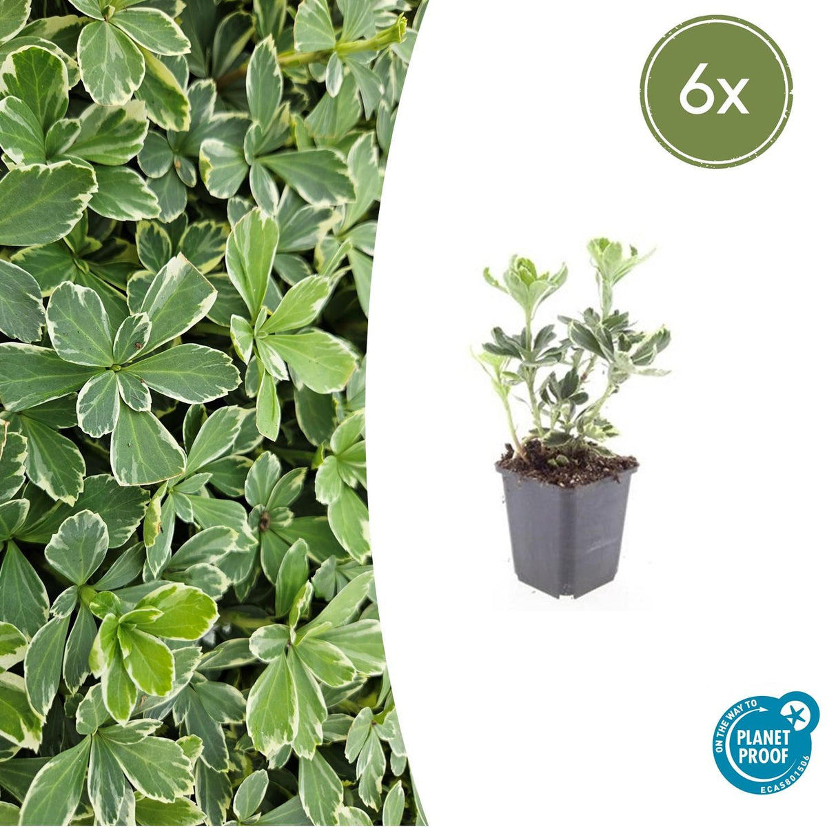 Schaduwkruid 'Variegata' - set van 6 – voor tuin & terras