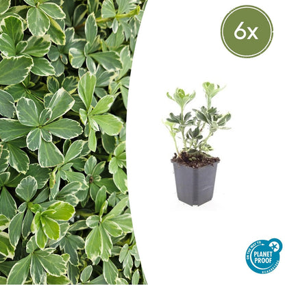 Schaduwkruid 'Variegata' - set van 6 – voor tuin & terras