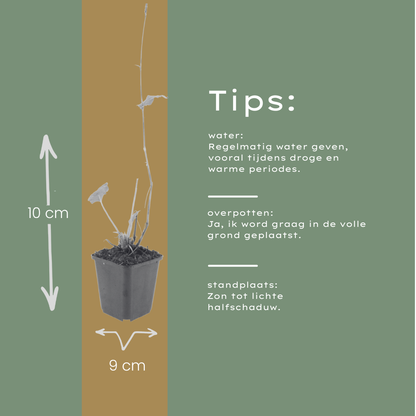 Duizendknoop 'Superba' - set van 6 – voor tuin & terras