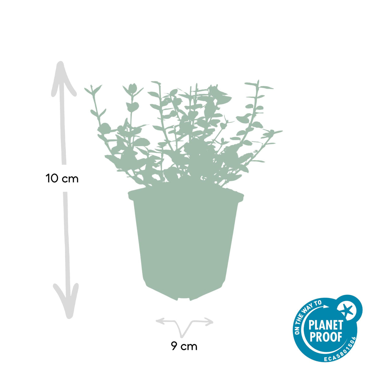 Kardinaalsmuts 'Emerald Gaiety' - set van 6 – voor tuin & terras