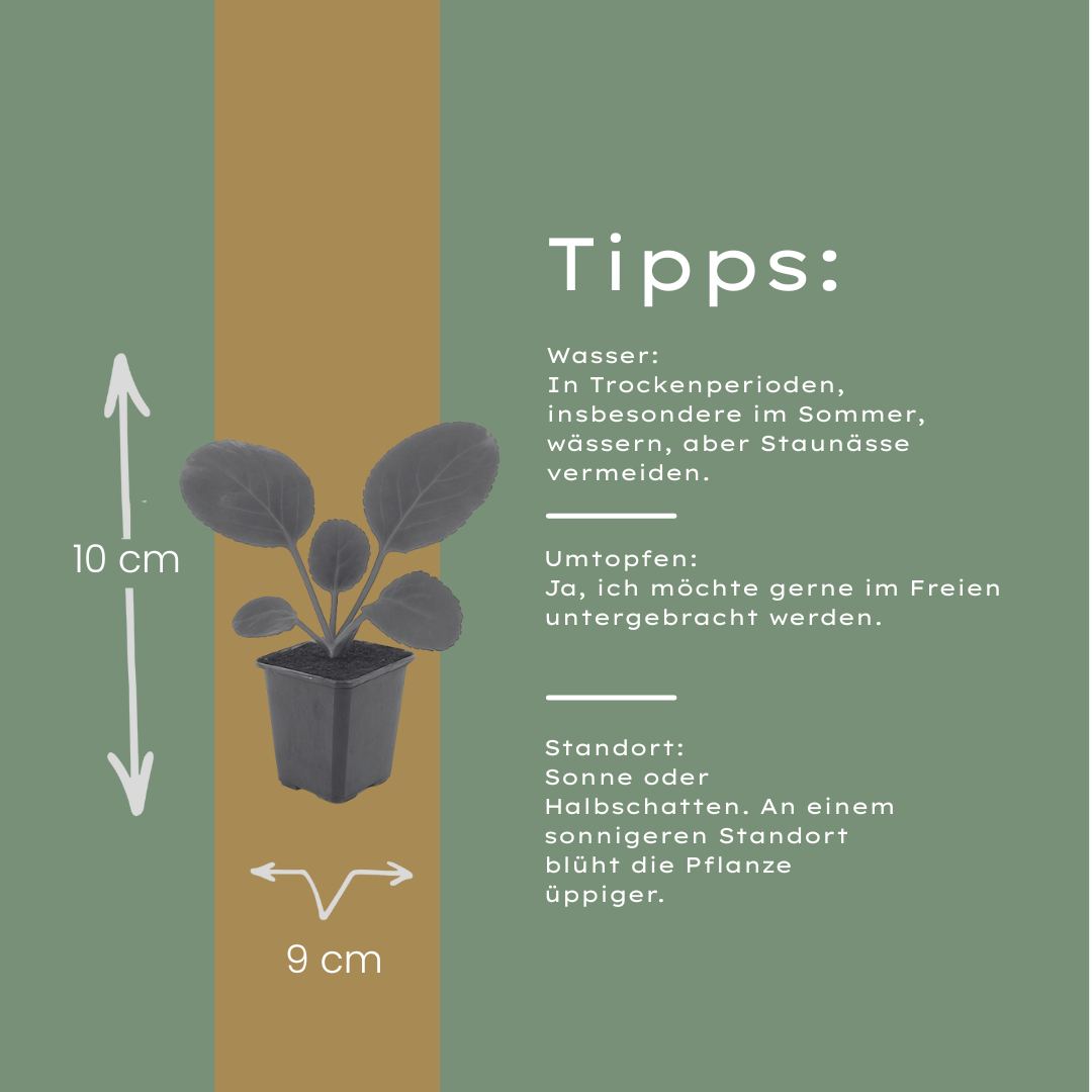 Schoenlappersplant (Bergenia cordifolia) - set van 6 – voor tuin & terras