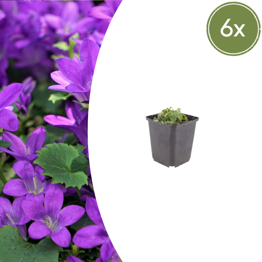Dalmatiëklokje - set van 6 – voor tuin & terras