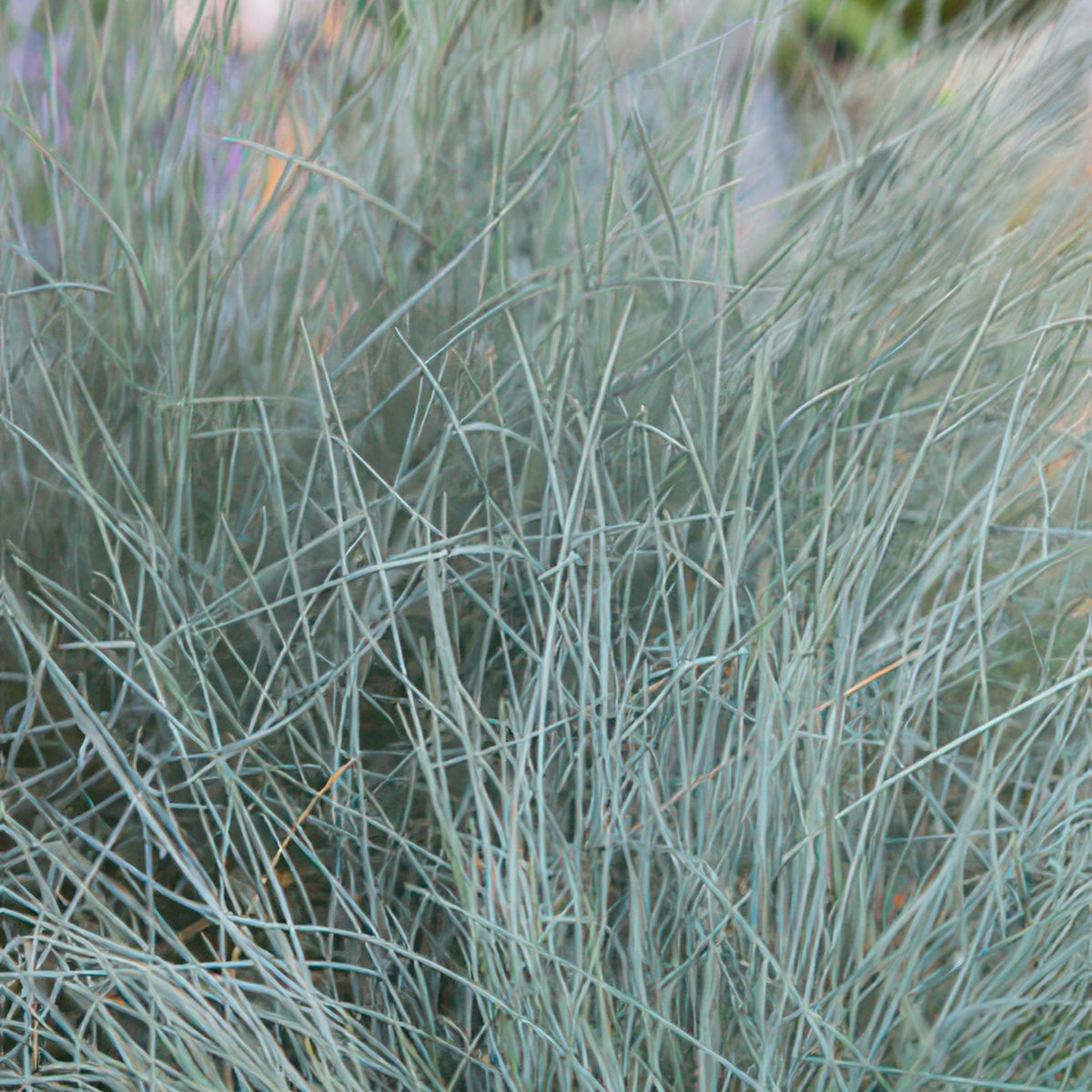 Blauw schapengras 'Elijah Blue' - set van 12 – voor tuin & terras