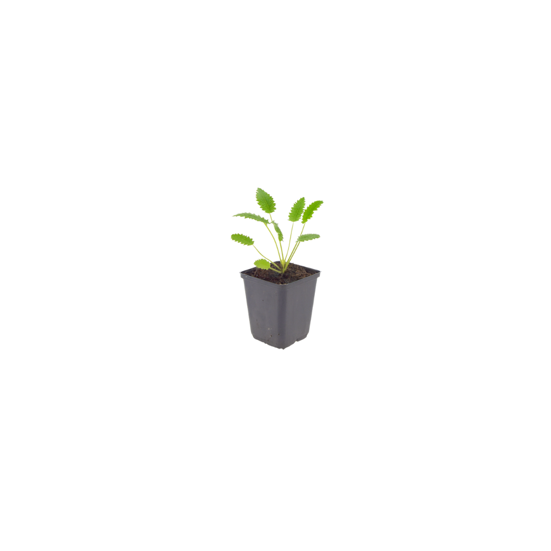 Pimpernel 'Tanna' - set van 6 – voor tuin & terras