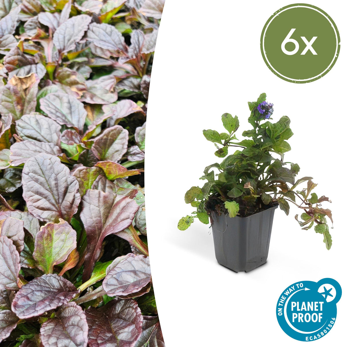 Kruipend zenegroen - set van 6 – voor tuin & terras
